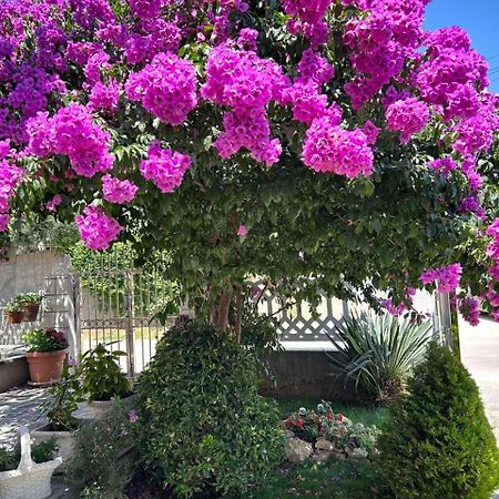 Apartmani Andrijana Ulcinj Buitenkant foto