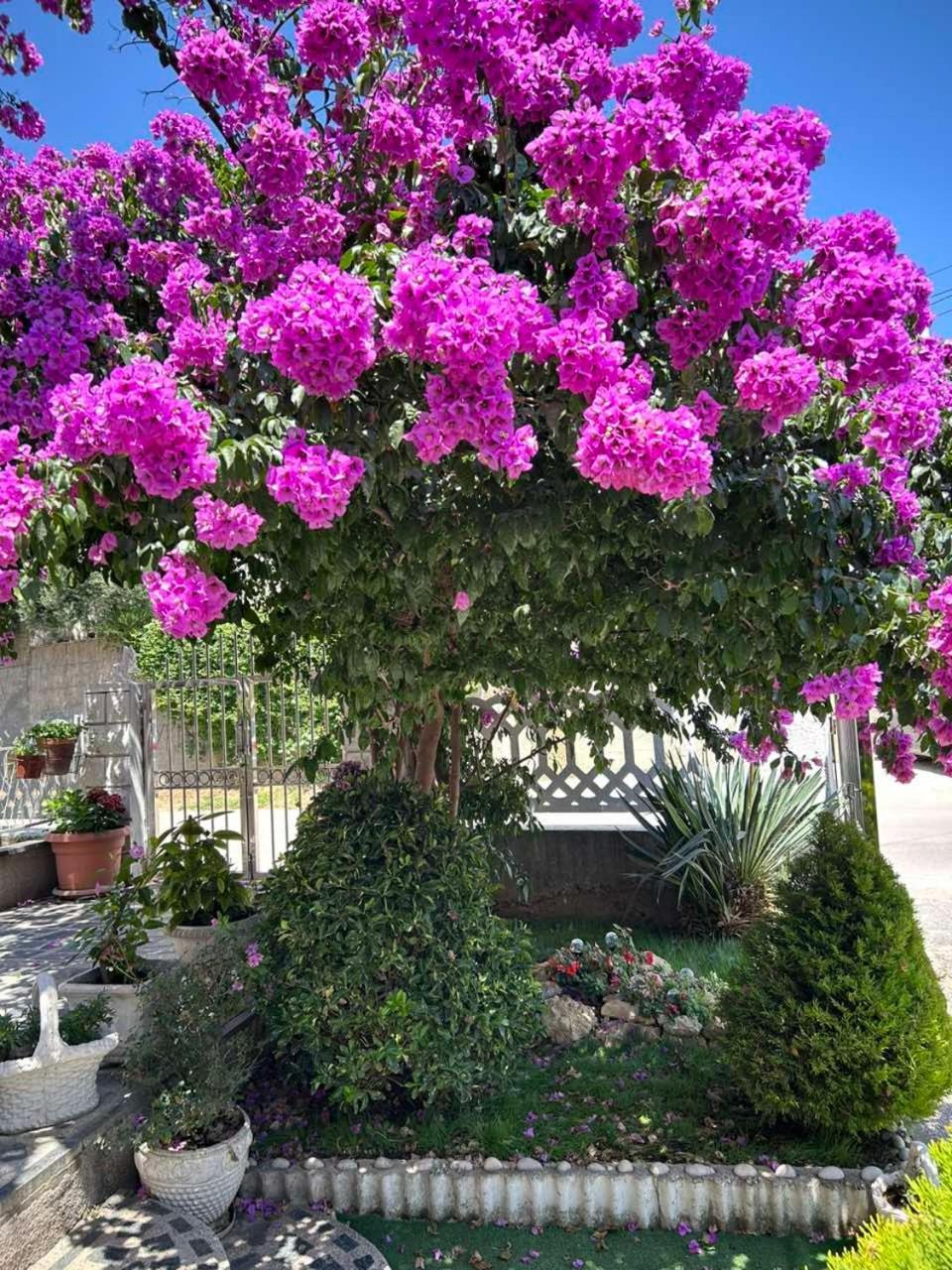 Apartmani Andrijana Ulcinj Buitenkant foto